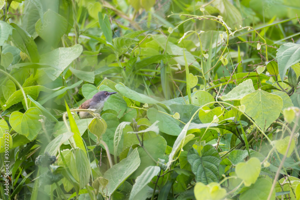 Common Tailorbird - Orthotomus sutorius bird in the family Cisticolidae Common Tailorbird - Orthotomus sutorius bird in the family Cisticolidae