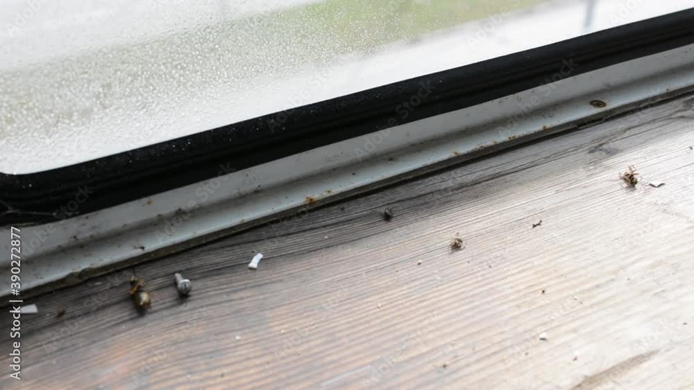 Spraying the wasp with insect repellent. Fumigation. Extermination of