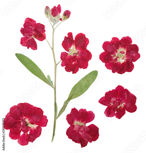 Pressed and dried flowers levkoy or gillyflower  matthiola   isolated on white background. For use in scrapbooking  pressed floristry or herbarium