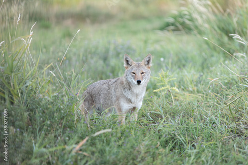 Tela coyote in the grass headshot close encounter in city