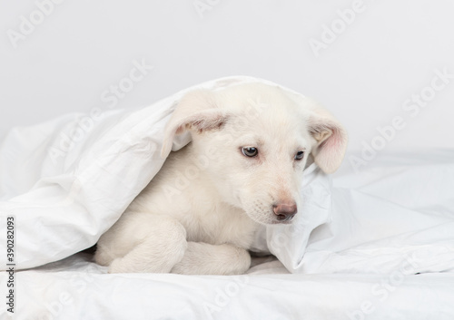 Dog lies under warm blanket on a bed at home