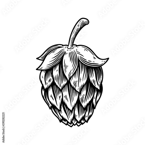 Illustration of beer hop in engraving style. Design element for poster, card, banner, sign. Vector illustration