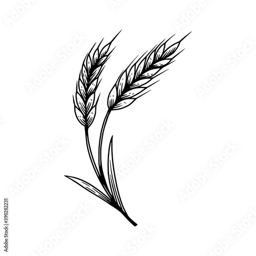 Illustration of wheat spikelet in engraving style. Design element for poster, card, banner, sign. Vector illustration