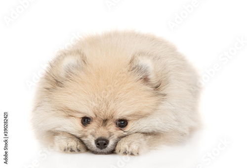 Pomeranian spitz lies in front view. Isolated on white background