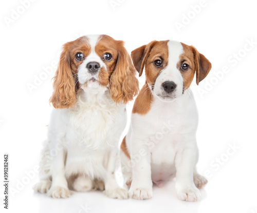 Jack russell terrier puppy and Сavalier King Charles Spaniel puppy sit together. Isolated on white background