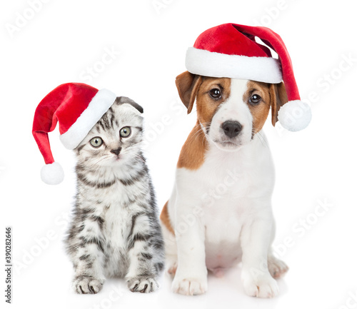 Jack russell terrier puppy and gray tabby kitten wearing red christmas hats sit together. isolated on white background © Ermolaev Alexandr