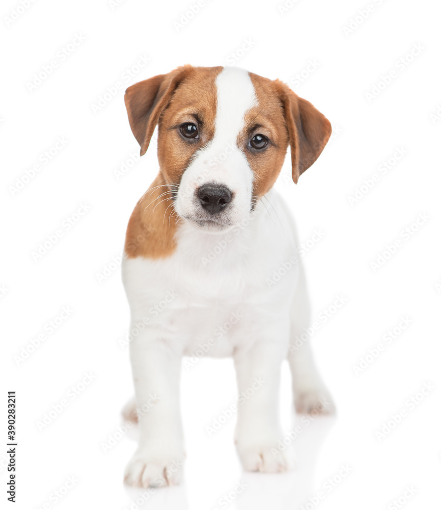 Jack russell terrier puppy stands in front view. Isolated on white background