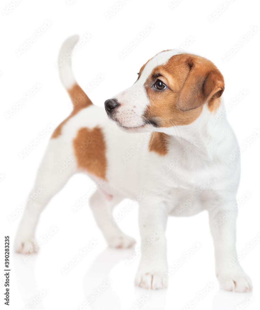Jack russell terrier puppy stands and looks away. Isolated on white background