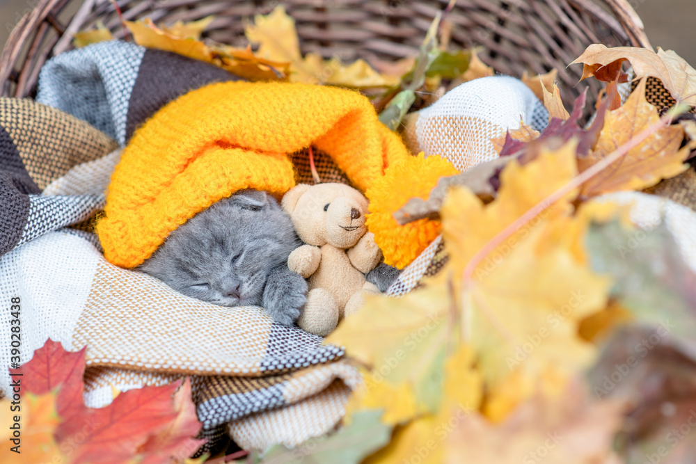 Kitten wearing warm hat sleeps under warm plaid and hugs toy bear. Empty space for text