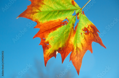 Colorful maple leaf during autumn or fall