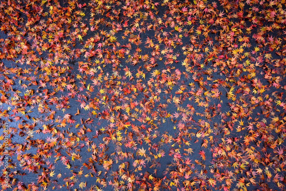 Fall color, small maple leaves in red, yellow, and orange, fallen on an asphalt driveway, as a nature background
Fall color, small maple leaves in red, yellow, and orange, fallen on an asphalt driveway, as a nature background