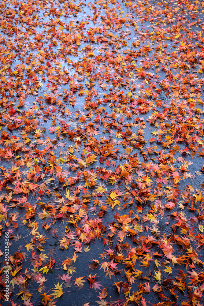 Fall color, small maple leaves in red, yellow, and orange, fallen on an asphalt driveway, as a nature background
Fall color, small maple leaves in red, yellow, and orange, fallen on an asphalt driveway, as a nature background