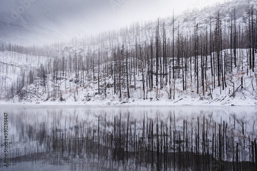 Winter tree reflection on a Canadian Rockies alpine lake in Waterton National Park Alberta Canada. © Ramon Cliff