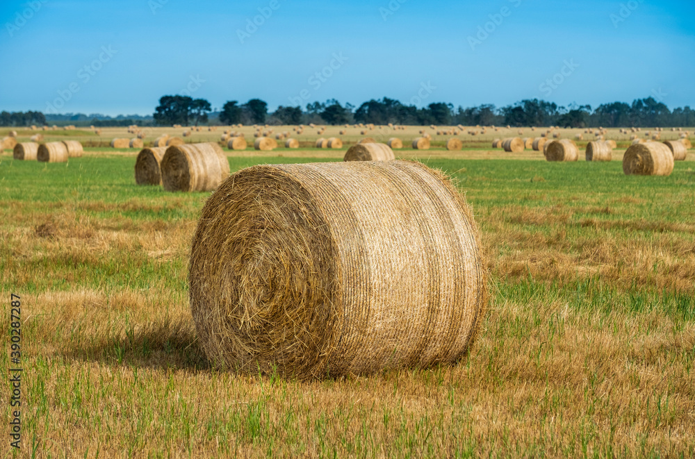 Haybales on a farm paddock