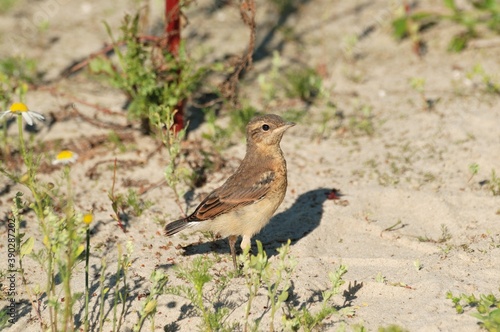 An adult chick wheatear(Oenanthe oenanthe) sits on the sand on a Sunny summer morning. Khanty-Mansiysk. Western Siberia. Russia.