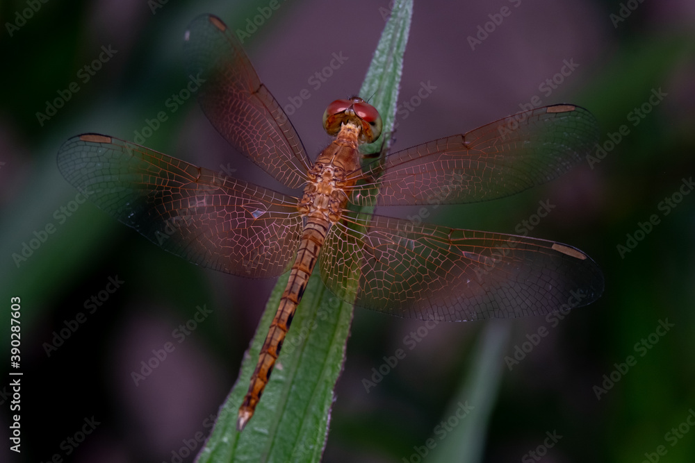 Close up, Beautiful dragonfly on the leaf in the nature. Close up, Beautiful dragonfly on the leaf in the nature.
