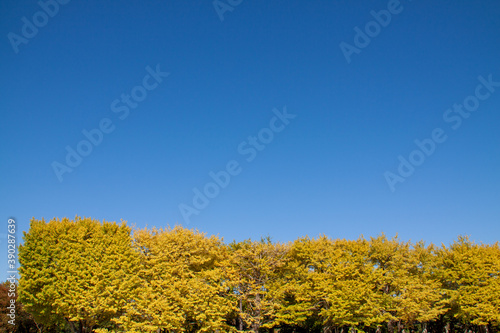 Beautiful Autumn Yellow Trees under the Blue Sky