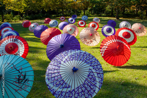 Displaying colorful Japanese traditional umbrella 'Wagasa' at Japanese style garden