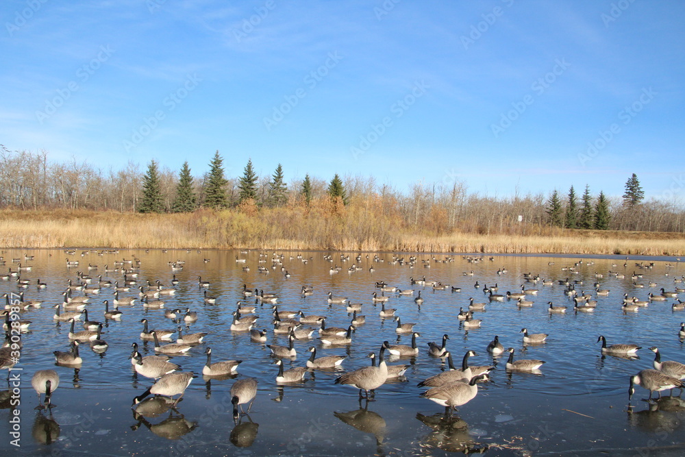 The Flock On The Pond, Pylypow Wetlands, Edmonton, Alberta