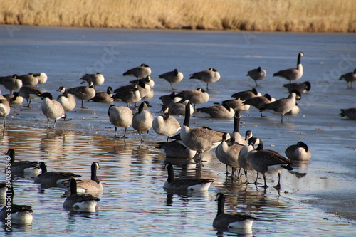 Geese On The Blue Ice, Pylypow Wetlands, Edmonton, Alberta