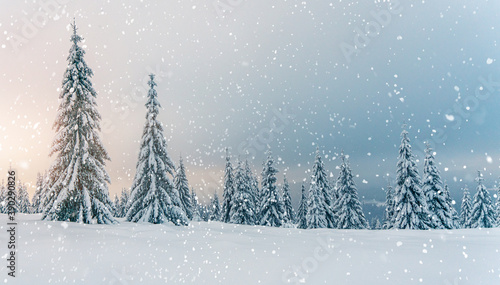 Beautiful snowy fir trees in frozen mountains landscape in sunset. Christmas background with tall spruce trees covered with snow. Alpine ski resort. Winter greeting card. Happy New Year