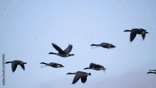 Wild geese flying in V formation - Close up tracking long shot photo