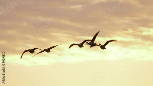 Wild geese flying against golden sky at dusk - Medium slow-motion long shot