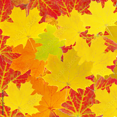 Autumn background. Yellow and red maple leaves scattered over the background.
