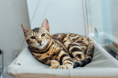 Cute little bengal kitty cat laying on the cat's window bed watching on the room.