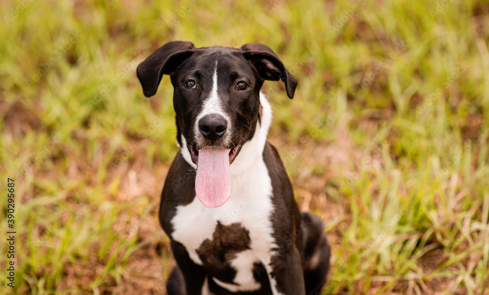 Black and white hound pit bull mix posing in green grass. Black and white hound pit bull mix posing in green grass.
