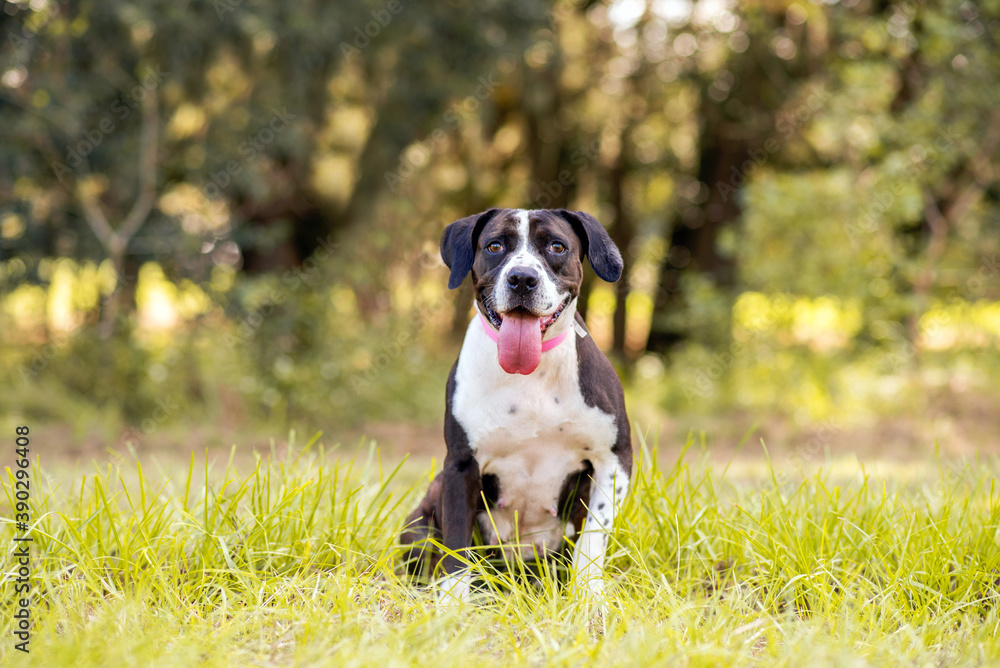 Black and white hound pit bull mix posing in green grass.