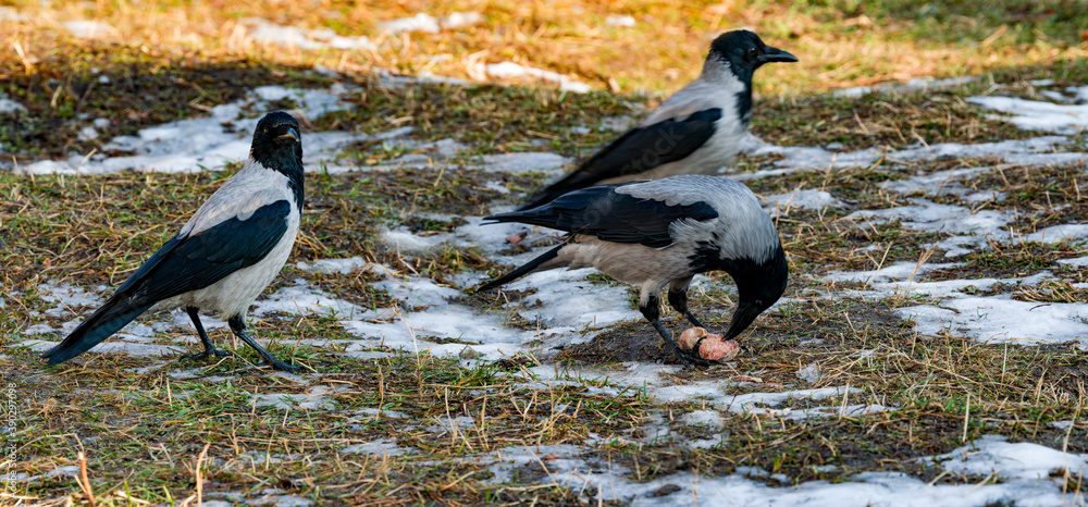 Fototapeta premium Gray crows with black wings look for food on the ground with yellow leaves and snow, pecking at raw meat.Selective focus
