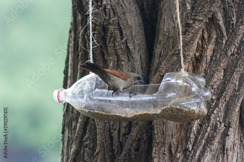 feeders and drinkers for birds made with recycled plastic bottles photo