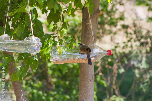 Photography feeders and drinkers for birds made with recycled plastic bottles