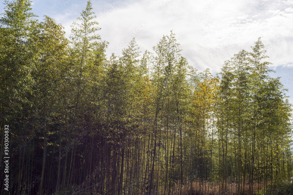 Bamboo forest in Sanda city, Hyogo, Japan in autumn Bamboo forest in Sanda city, Hyogo, Japan in autumn