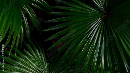 tropical palm leaves swaying in dark nature background