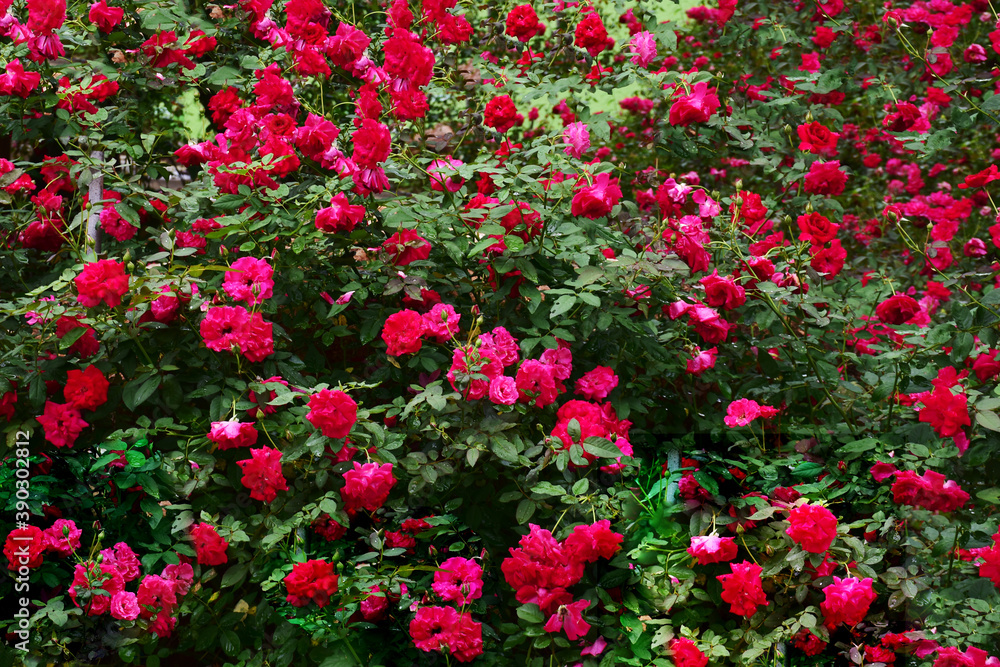 Red rose blooming in garden