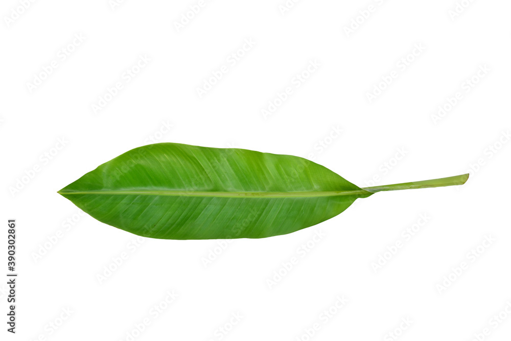 Green banana leaves isolated on white background Green banana leaves isolated on white background