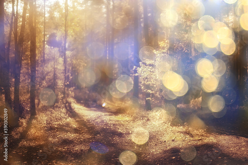 landscape summer forest glare sun bokeh blurred background, abstract view of trees © kichigin19