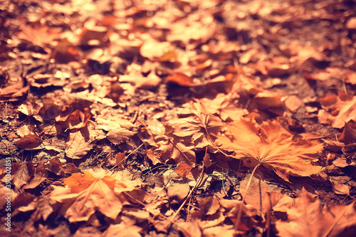 fallen leaves background / autumn background yellow leaves fallen from a tree