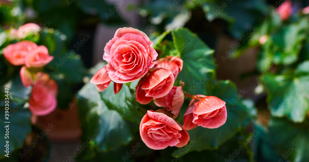 Obraz premium Blooming begonias in the garden. Bright pink flowers, wax begonia. Decorative plant close-up.