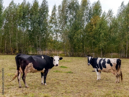 Black and white cows on a background of grass, birches and sky in summer