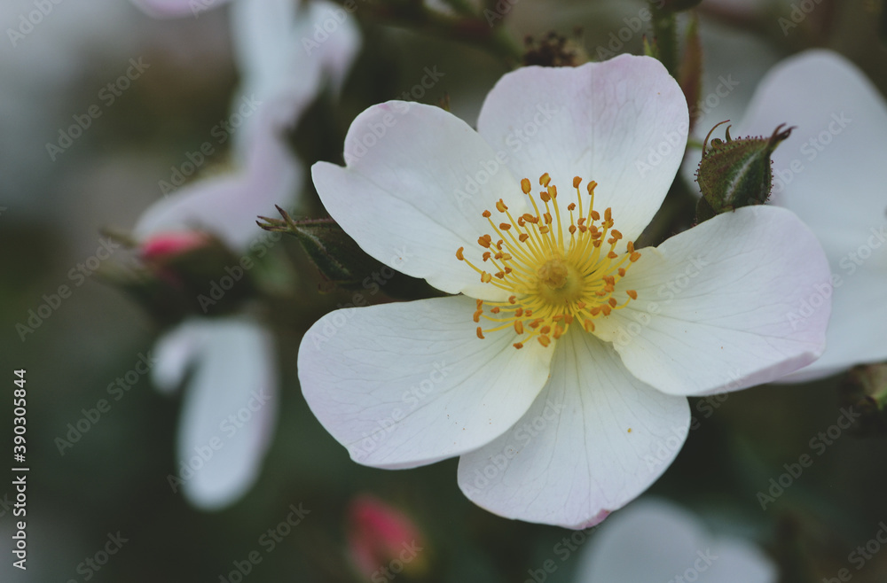Obraz premium Rose