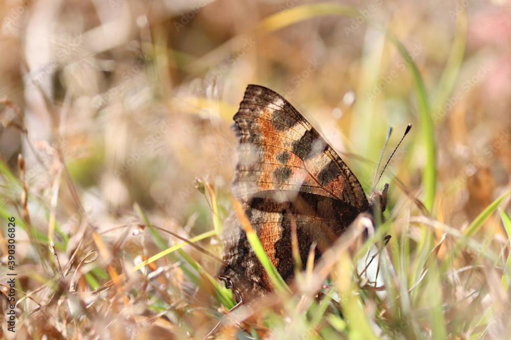 butterfly on grass butterfly on grass