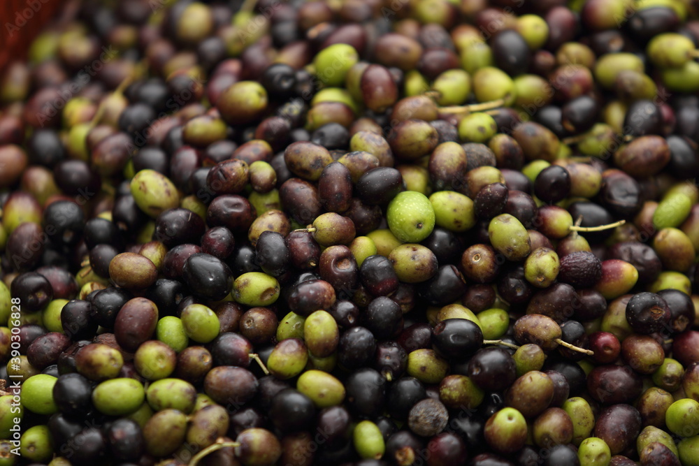 olive oil harvest in Italy - autumn 2020 season olive oil harvest in Italy - autumn 2020 season