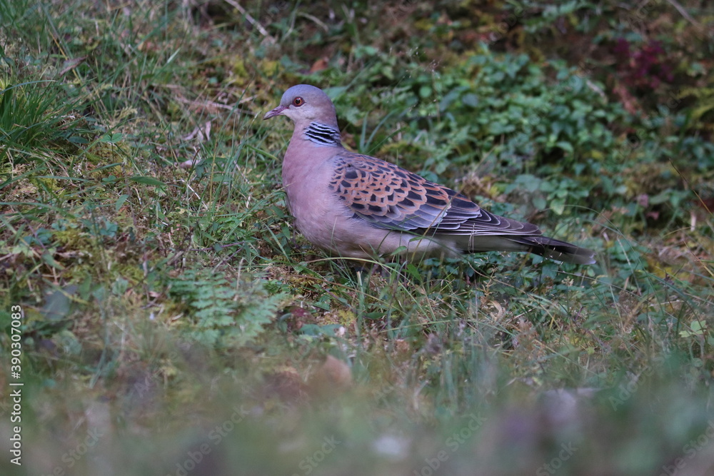 Obraz premium pigeon on the grass