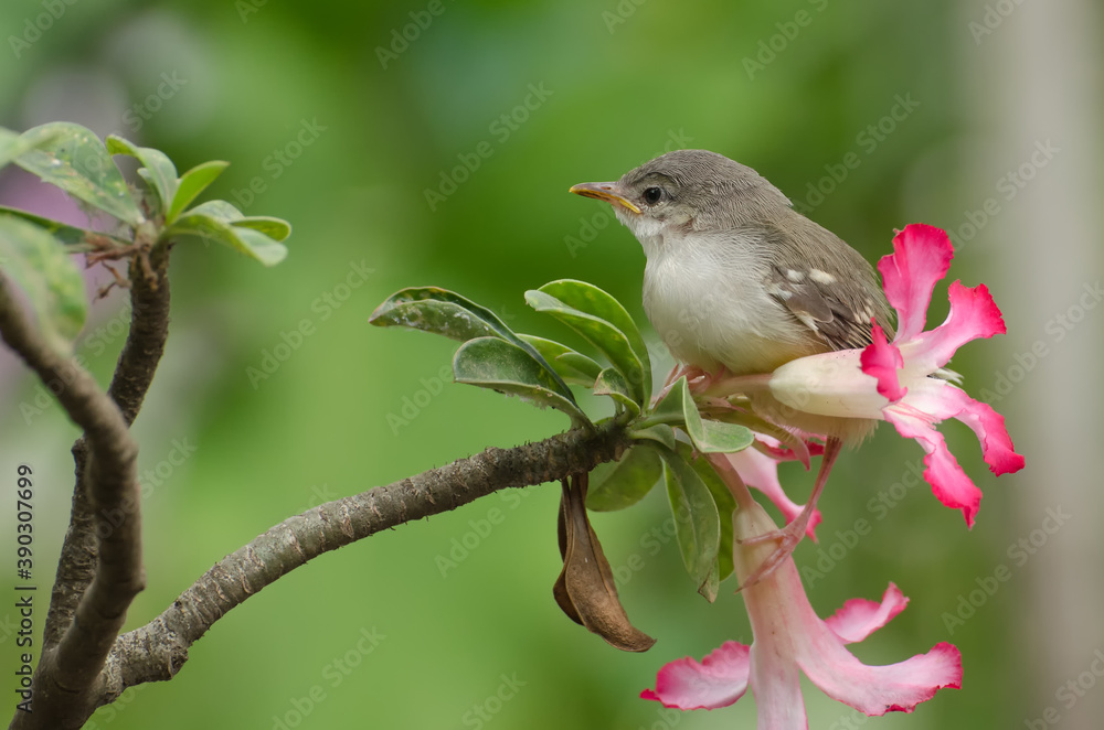 Bird perched on a flower Bird perched on a flower