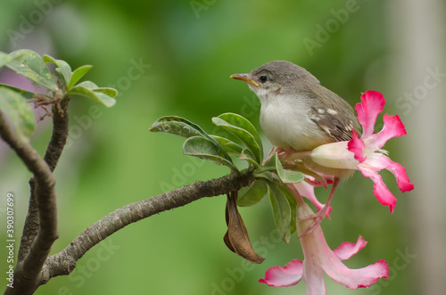 Bird perched on a flower