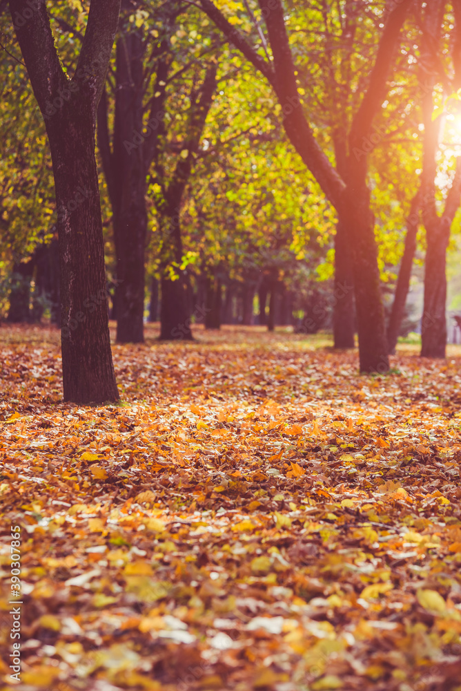 Autumn background - view of the city Park in October
Autumn background - view of the city Park in October