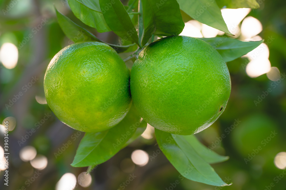 Oranges on a tree. Unripe fruits close up  with beautiful soft blur background
